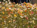 0929-1617 Floriade (1050005)